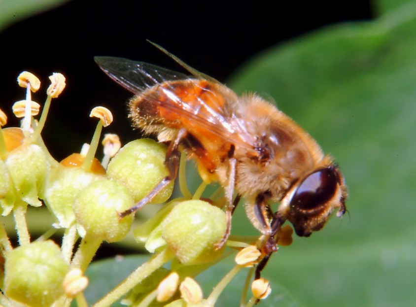 Le foto con il nuovo flash